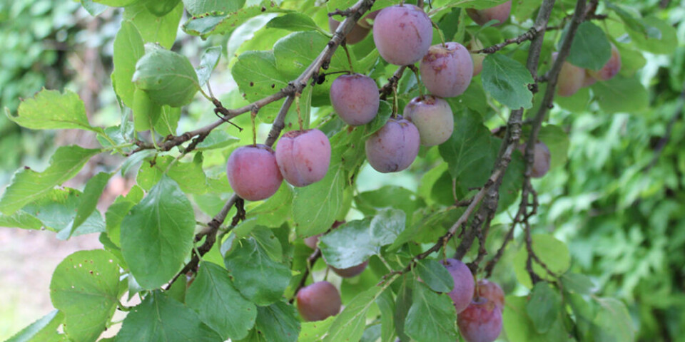 Plommetre vokser over til naboen