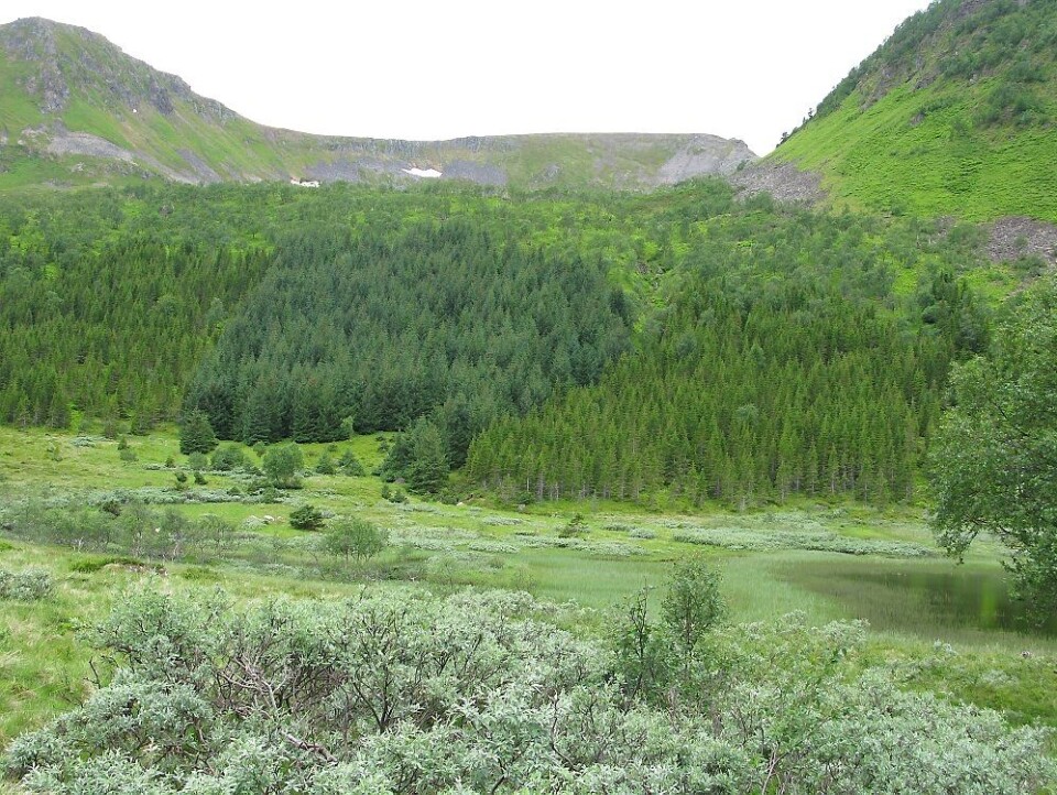 Skogplantingen øker