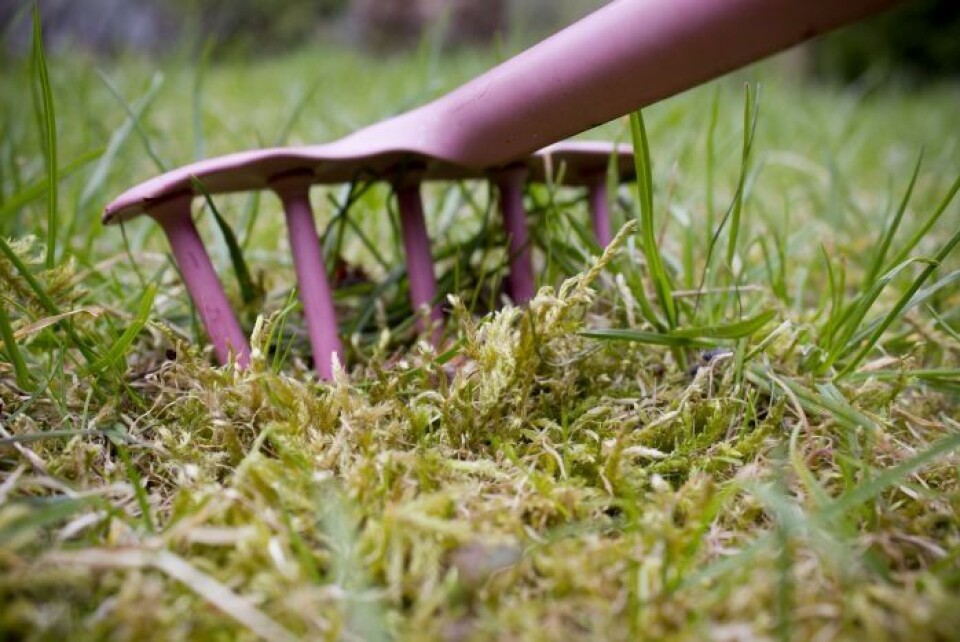 Bli kvitt mosen i plenen før den utkonkurrerer gresset.