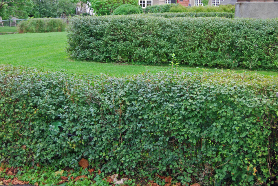 Alperips Robesalpinum.