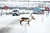 Spørsmålet om innbyggerne i Karasjok skal ha eiendomsretten til egen utmark skal prøves i Høyesterett. Her krysser et reindyr riksvei 93 ved Láhpoluoppal mellom Alta og Karasjok. Foto: Heiko Junge / NTB.