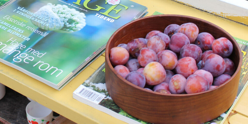 (Illustrasjonsfoto: Svanhild Blakstad)