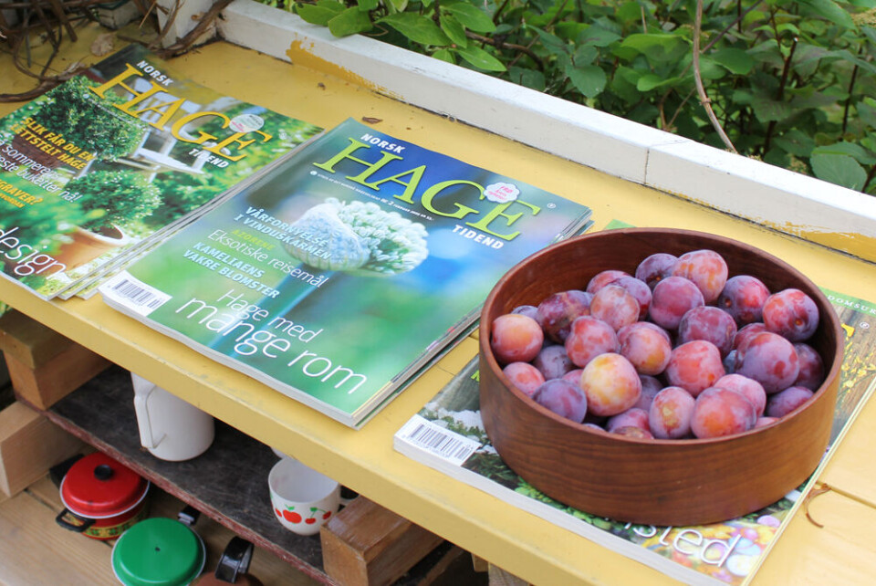 Kraftig økning i norsk plommeproduksjon