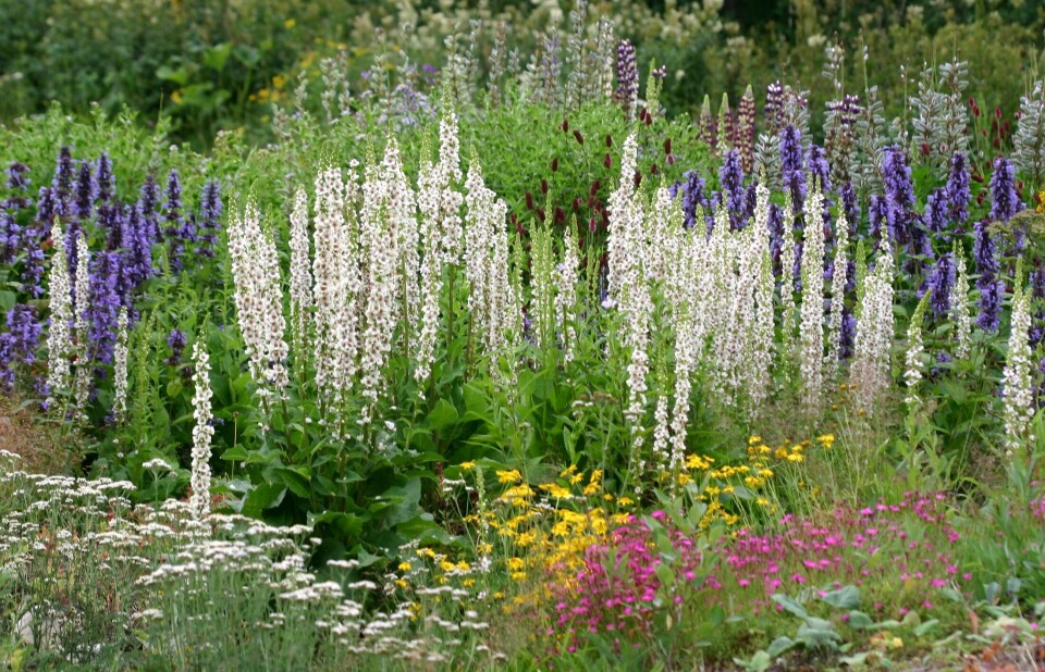 Årets staude 2015 er hvitt mørkkongslys; en plante med frodige, lyse blomsterspir.