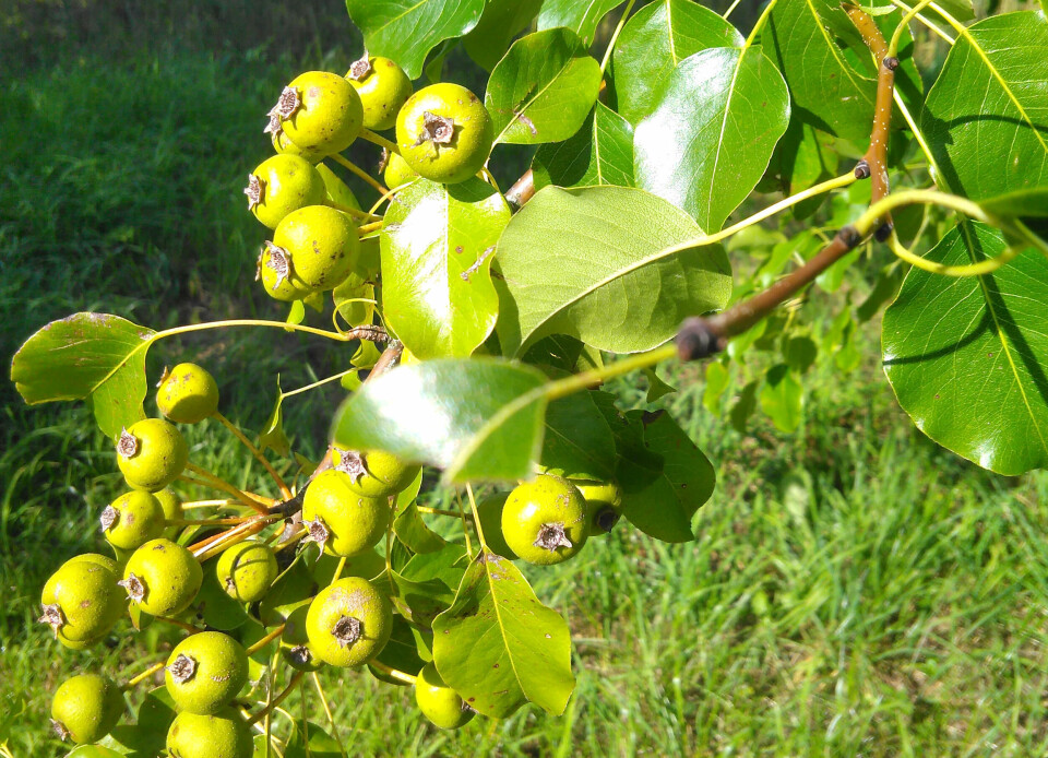 'Sukkerpære' - Pyrus communis, eller Skånsk sensommerpære som den også kalles.