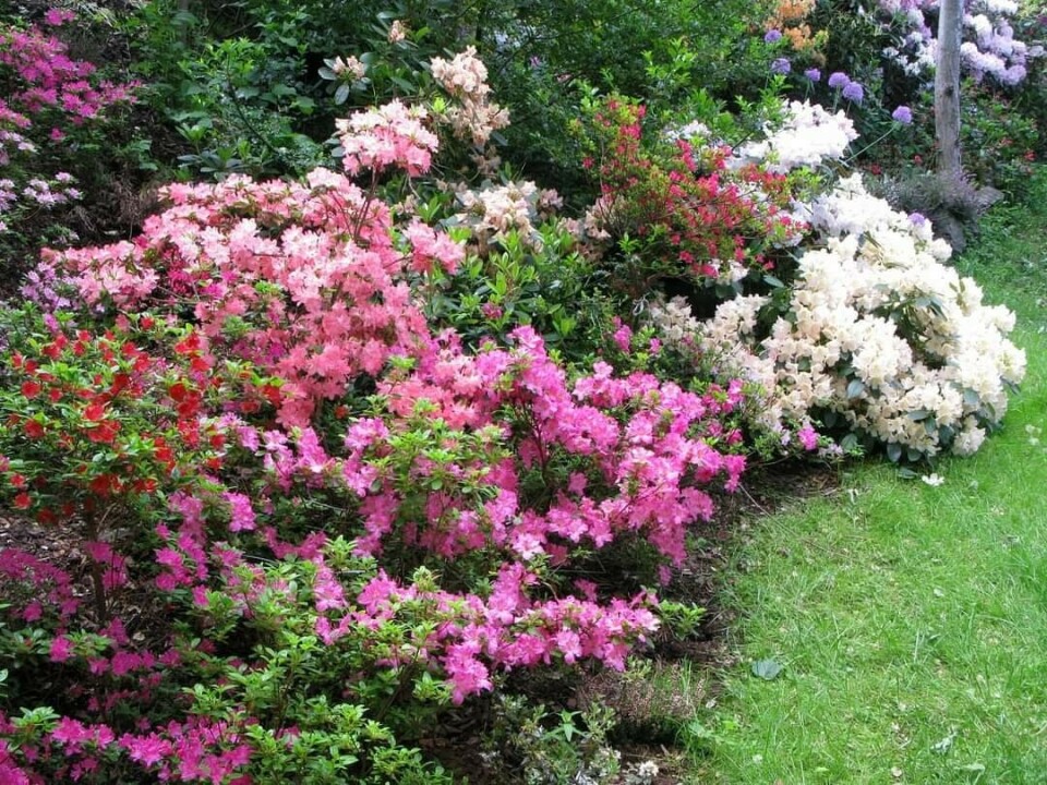 Hagearbeid er en del av oppskriften på Kjell Harald Kristoffersens lange og sykdomsfrie arbeidsliv. Foto: Privat