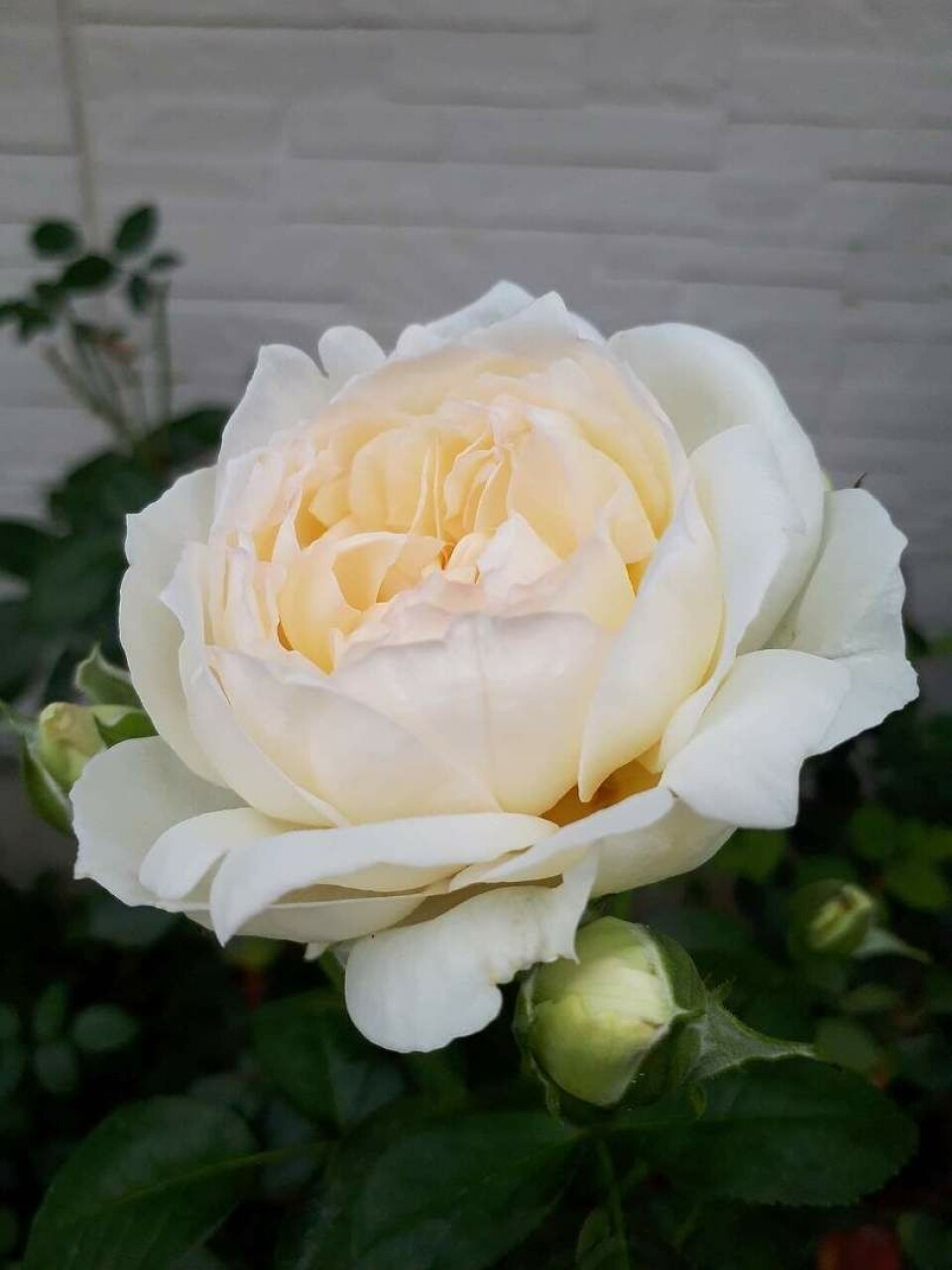 Hagearbeid er en del av oppskriften på Kjell Harald Kristoffersens lange og sykdomsfrie arbeidsliv. Foto: Privat