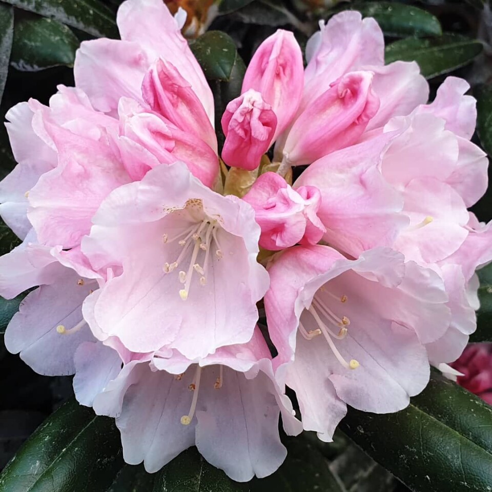 Hagearbeid er en del av oppskriften på Kjell Harald Kristoffersens lange og sykdomsfrie arbeidsliv. Foto: Privat