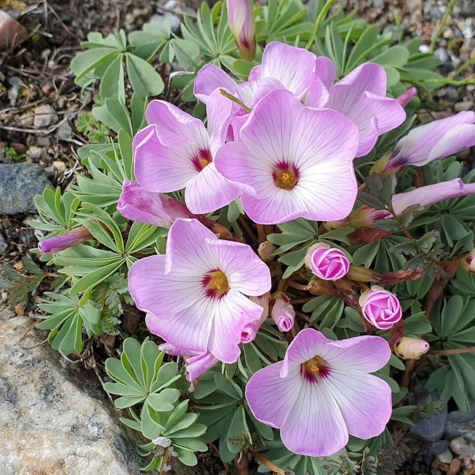 Hagearbeid er en del av oppskriften på Kjell Harald Kristoffersens lange og sykdomsfrie arbeidsliv. Foto: Privat