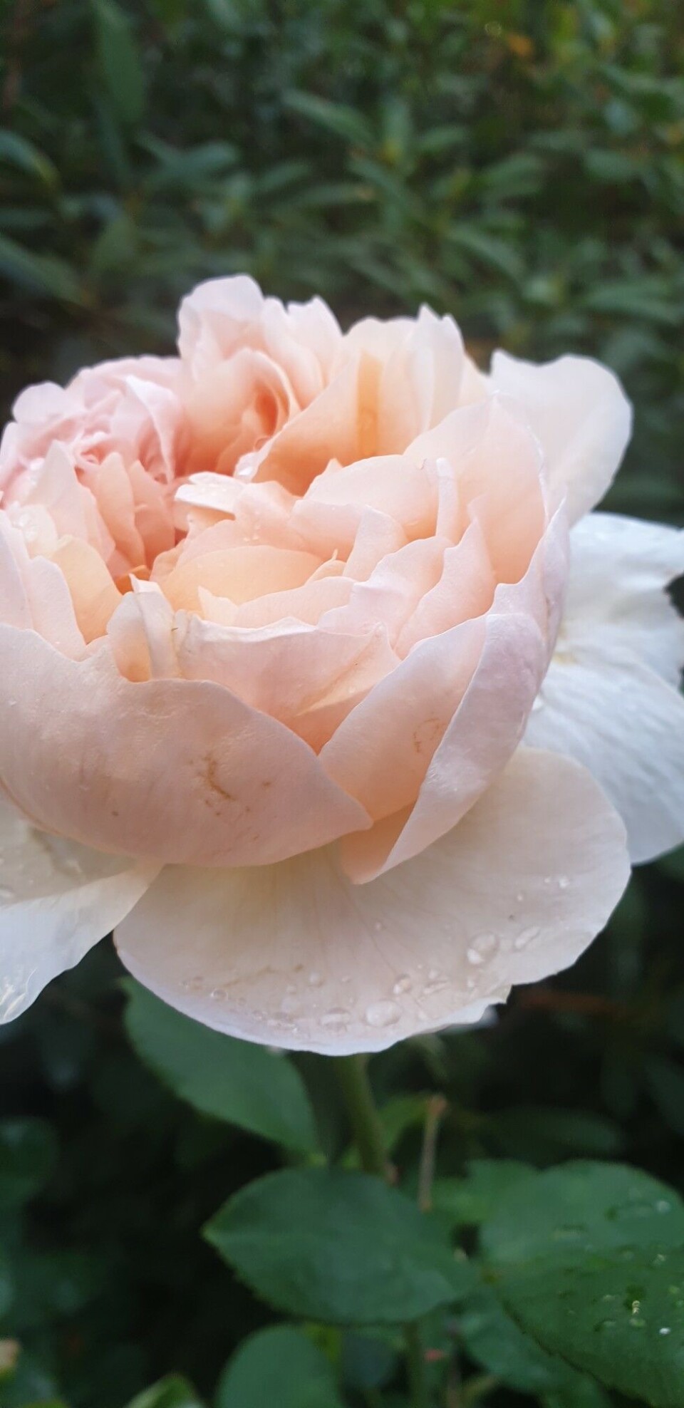 Hagearbeid er en del av oppskriften på Kjell Harald Kristoffersens lange og sykdomsfrie arbeidsliv. Foto: Privat