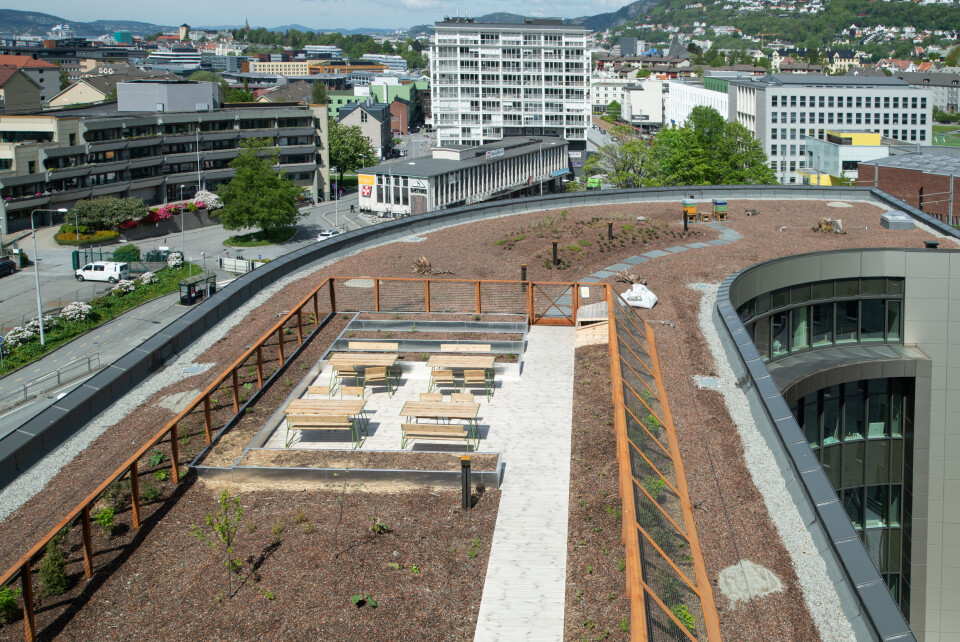 Kombinert takhage og mathage på kontorbygg på Kronstad. Maten som dyrkes skal brukes i restauranten i bygget. Kombinert takhage og mathage på kontorbygg på Kronstad. Maten som dyrkes skal brukes i restauranten i bygget.