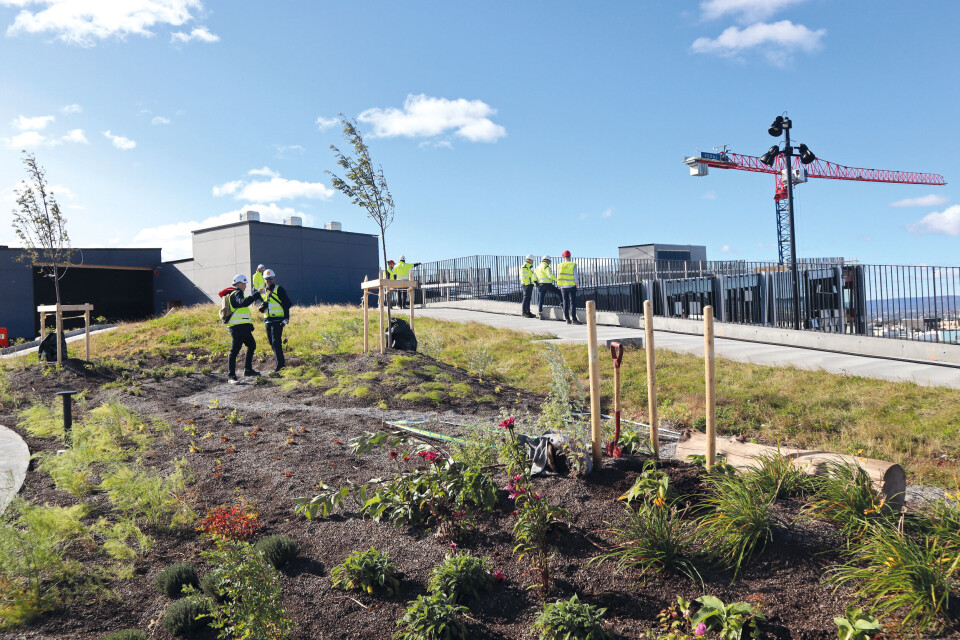 Oslo kommune ønsker flere grønne tak og fasader i byen. Dette bildet er fra åpningen av Nord-Europas største takhage med spiselige vekster på Økern Portal. Oslo kommune ønsker flere grønne tak og fasader i byen. Dette bildet er fra åpningen av Nord-Europas største takhage med spiselige vekster på Økern Portal. Foto: Svanhild Blakstad